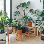 Detoxify Your Home with Indoor Greenery